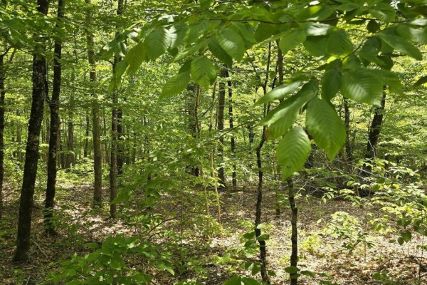Lot 24-2 East Clifford Road, East Clifford, NS, photo 2