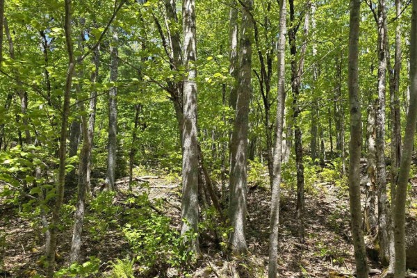 Lot 24-2 East Clifford Road, East Clifford, NS, photo 3
