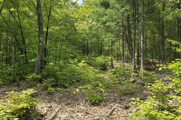 Lot 24-3 East Clifford Road, East Clifford, NS, photo 2