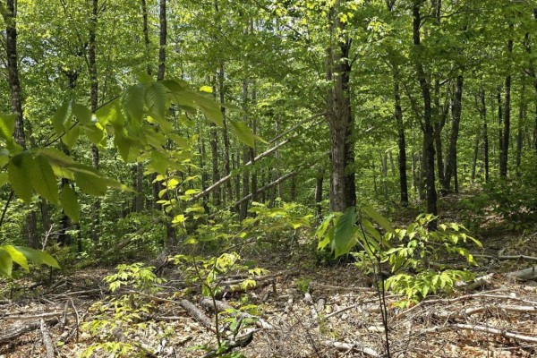 Lot 24-3 East Clifford Road, East Clifford, NS, photo 3