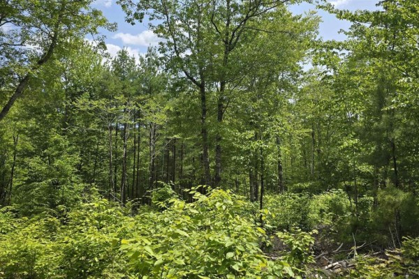 Lot 24-3 East Clifford Road, East Clifford, NS B4V7R8 Photo 4