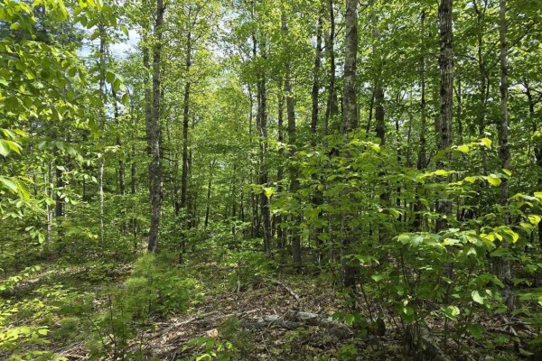 Lot 24-4 East Clifford Road, East Clifford, NS B4V7R8 Photo 4