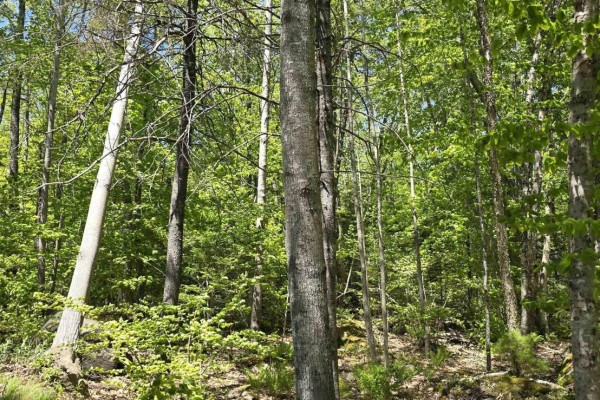 Lot 24-5 East Clifford Road, East Clifford, NS, photo 3