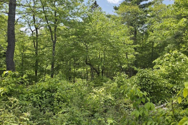 Lot 24-5 East Clifford Road, East Clifford, NS B4V7R8 Photo 4