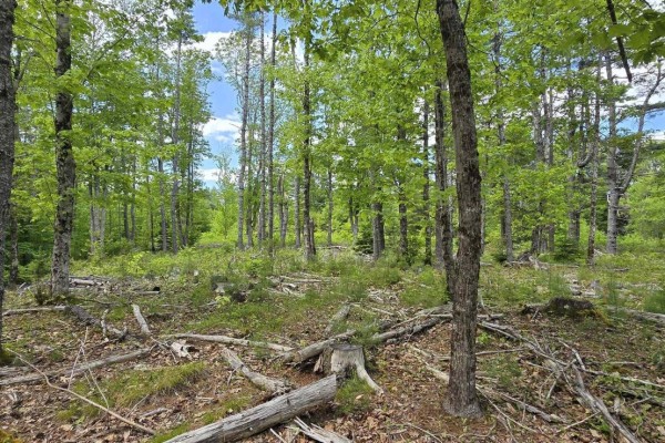 Lot 24-6 East Clifford Road, East Clifford, NS, photo 3