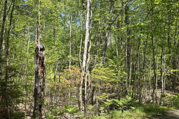 Lot 24-6 East Clifford Road, East Clifford, NS B4V7R8 Photo 5