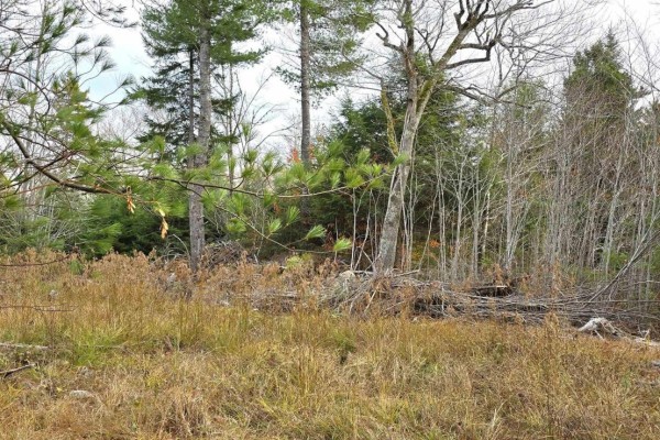 Lot 24 Russells Cove Road, Parkdale, NS B0R1A0 Photo 4