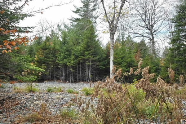 Lot 24 Russells Cove Road, Parkdale, NS B0R1A0 Photo 5