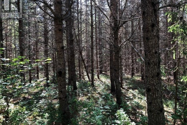 Lot 26-7 Route 495, Saint Fabien, NB, photo 3