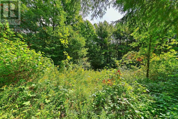 Lot 29 Prince Of Wales Road W, Mulmur, ON L9V0C6 Photo 4