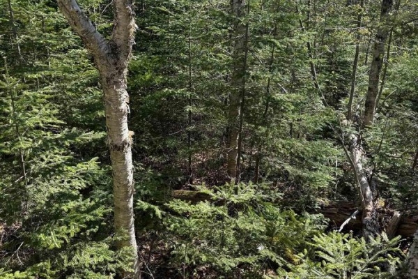 Lot 3 Highway 10, Albany, NS B0S1P0 Photo 5