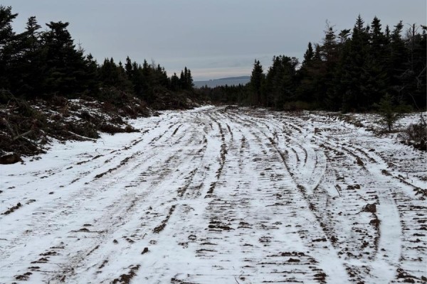 Cleared land with tire tracks in snow, surrounded by dark evergreen trees. - Lot 3 Silas Morgan Estates, Conception Bay South