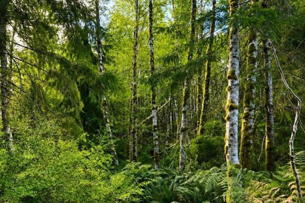 Lot 4 Harbourbrook Rd, Quadra Island, BC V0P1N0 Photo 5