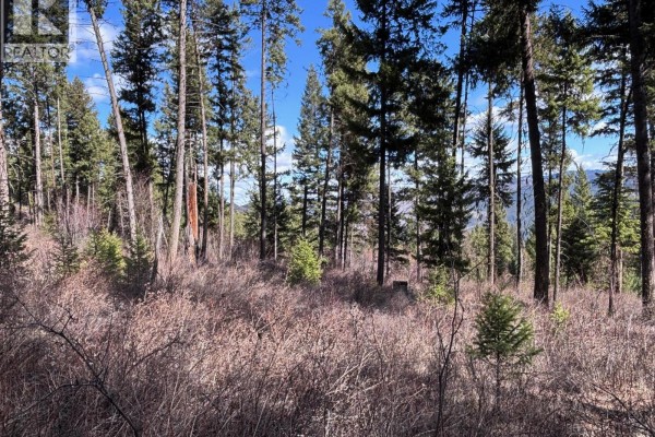 Dense coniferous forest with tall trees and a partially cleared path in the foreground. - Lot 4 Hulme Creek Road, Rock Creek