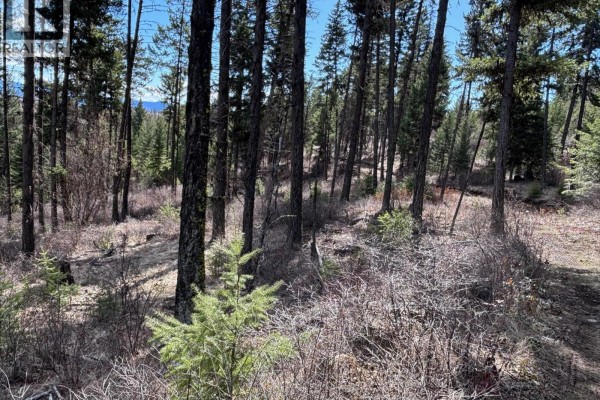 Sloping wooded terrain with mature pine trees and scattered undergrowth on a sunny day. - Lot 4 Hulme Creek Road, Rock Creek