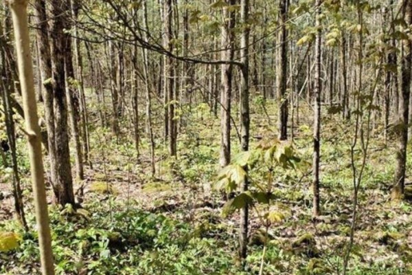 Lot 4 Maritime Road, Kawartha Lakes, ON K0M2B0 Photo 4