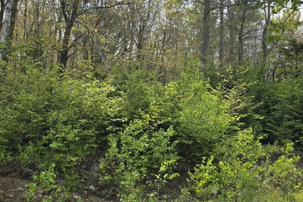 Lot 4 Nathan Croft Road, Camperdown Meadows, Camperdown, NS B4V6T9 Photo 4