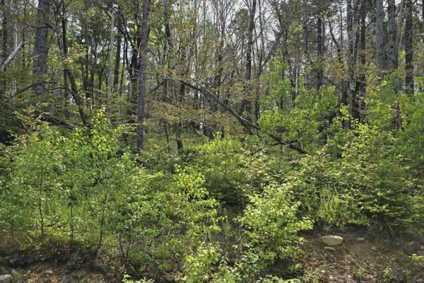 Lot 4 Nathan Croft Road, Camperdown Meadows, Camperdown, NS B4V6T9 Photo 5
