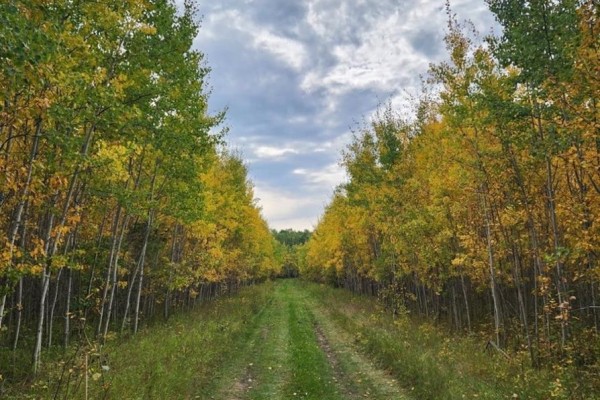 A mowed grassy field with scattered young trees and a dense forest in the distance under a cloudy sky. - Lot 4 Poplar Grove Estates, Meadow Lake Rm No 588