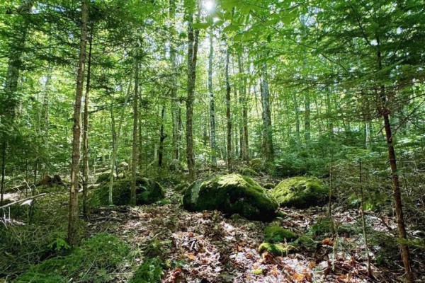 Lot 40 Cliff Road, New Russell, NS B0J2M0 Photo 4