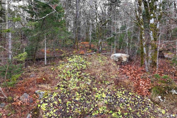 Lot 5 Nathan Croft Road, Camperdown, NS B4V6T9 Photo 2