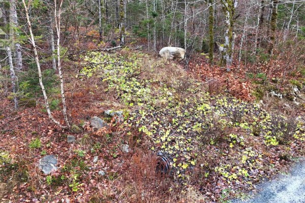 Lot 5 Nathan Croft Road, Camperdown, NS B4V6T9 Photo 4