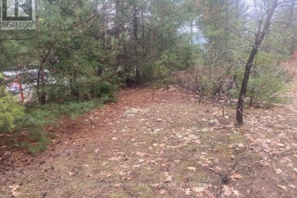 A path through pine trees in a wooded lot with dry leaves and pine needles on the ground. - Lot 514 Tall Pines Drive, Tiny