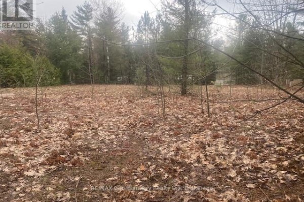 A view of a wooded lot with scattered bare trees and dry leaves covering the ground. - Lot 514 Tall Pines Drive, Tiny