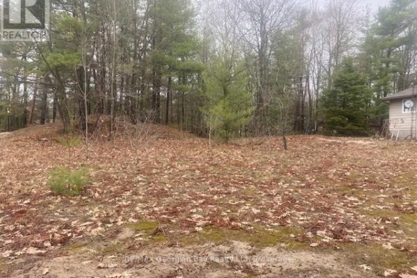 A cleared area in a wooded lot with a small evergreen in the foreground and dry leaves on the ground. - Lot 514 Tall Pines Drive, Tiny