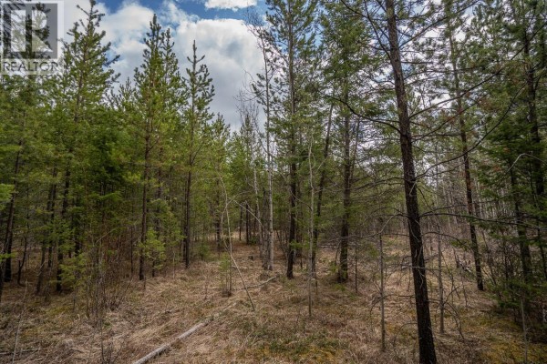 Tall pine trees with green needles and lichen-covered branches in a forest. - Lot 6 Park Place, Lac La Hache