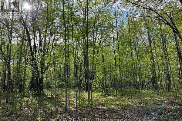 Lot 7 Casson Trail, Madawaska Valley, ON K0J1B0 Photo 3