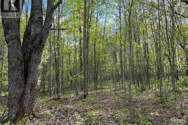 Lot 7 Casson Trail, Madawaska Valley, ON K0J1B0 Photo 5