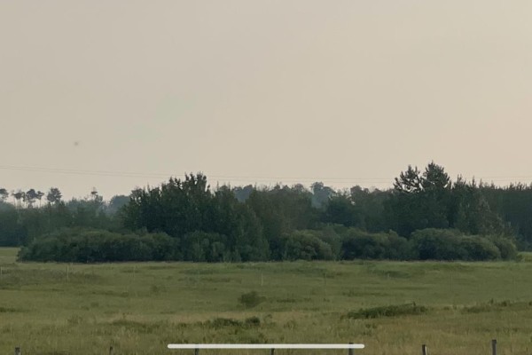 A treeline of varied green bushes and trees against a pale, hazy sky. - Lot 7 Highway 36 Twp 544a, Rural Two Hills County