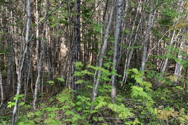 Lot 79-2 Route 134 Galloway, Galloway, NB E4W5T5 Photo 2
