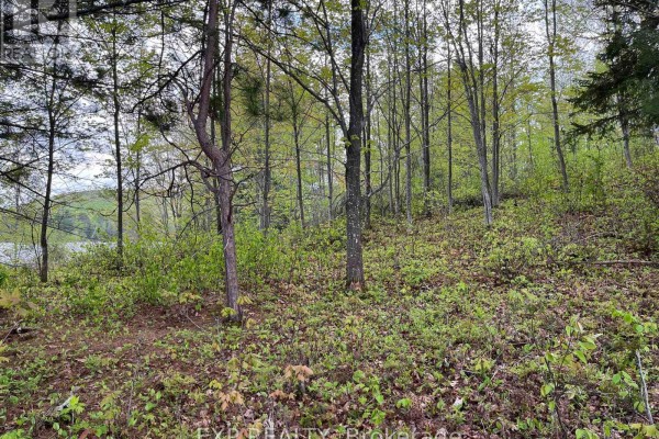 Lot 9 Casson Trail, Madawaska Valley, ON K0J1B0 Photo 3