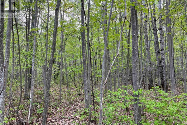 Lot 9 Casson Trail, Madawaska Valley, ON K0J1B0 Photo 4