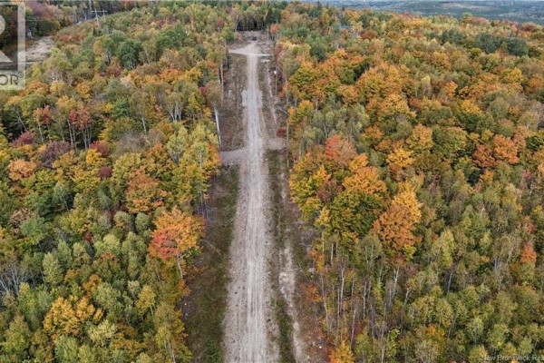 Drone view looking down a wide dirt path through dense woods with vibrant fall foliage. - Lot 9 Raven Ridge Road, Central Hainesville