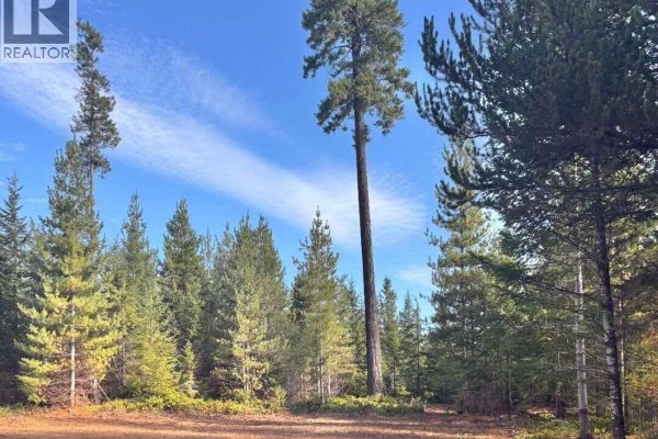 Tall evergreen trees and a very tall pine tree stand in a clearing under a blue sky. - Lot B 6876 Danes Rd, Denman Island