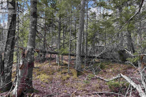 A wooded area with pine trees, dry leaves on the ground, and a pink ribbon tied to a tree trunk. - Lot Cl2 Palmer Road, West Wentworth