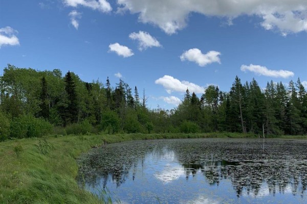 Forest floor with pine needles, moss, and evergreen bushes. - Lot Cl3 Palmer Road, West Wentworth
