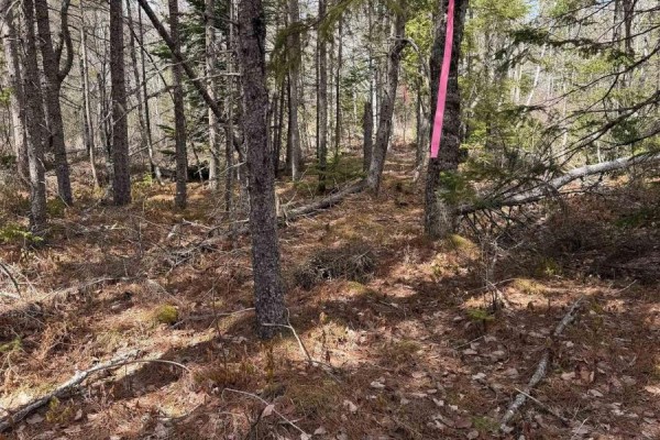 A narrow stream flows through dry grass and fallen branches in a wooded area. - Lot Cl5 Palmer Road, West Wentworth