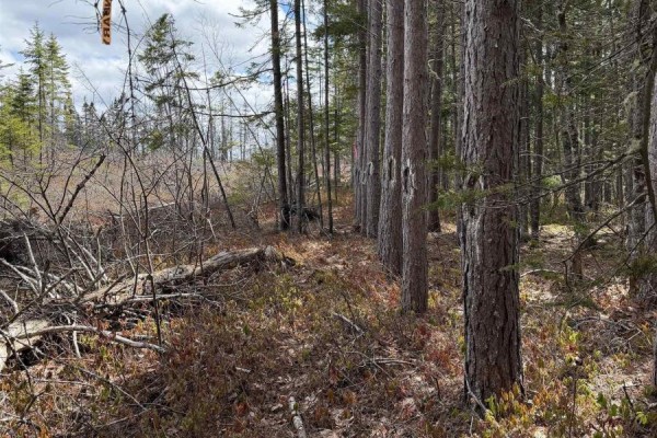 Dense forest with varied pine trees and undergrowth under a bright sky. - Lot Cl5 Palmer Road, West Wentworth