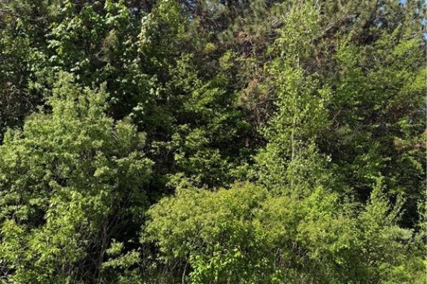 Close-up view of dense green foliage from various trees and shrubs. - Lot Cody Road, Boundary Creek