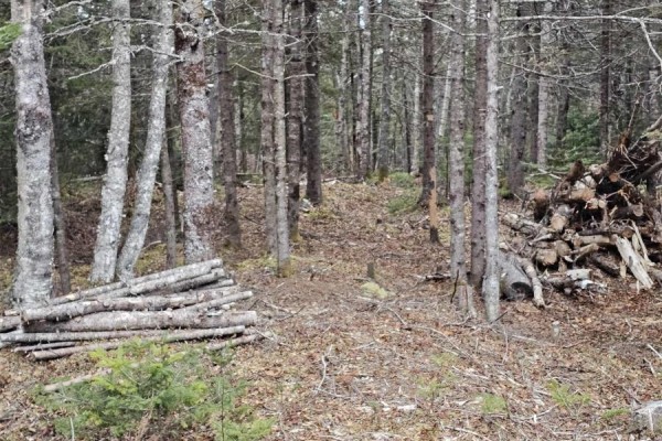 Lot Forest Glade Road, Forest Glade, NS B0S1N0 Photo 5