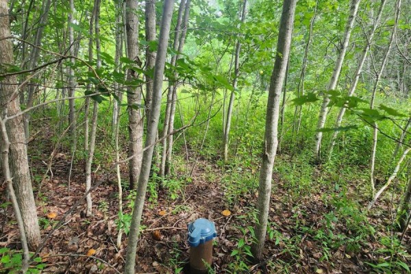 Leaf-covered path leading through a dense, bare-branched forest. - Lot Highway 215, South Maitland
