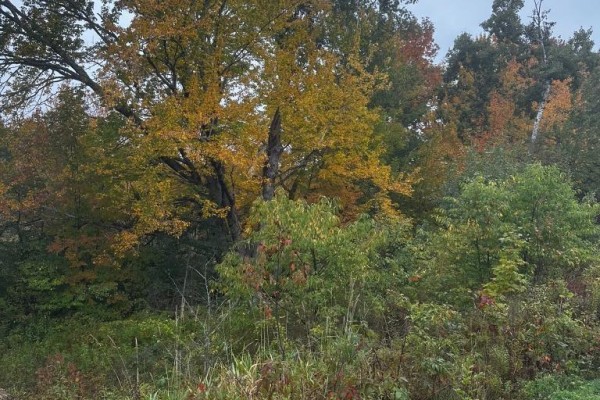 Tall trees with yellow fall foliage stand amongst green and red bushes. - Lot Huntington Point Road, Halls Harbour