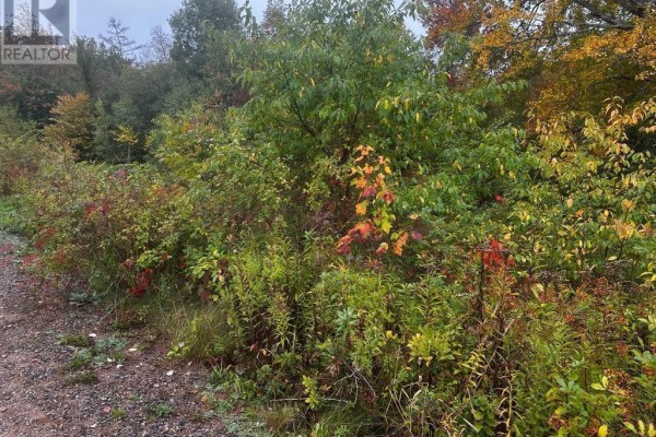 A dirt path runs along a dense area of green and red foliage. - Lot Huntington Point Road, Halls Harbour