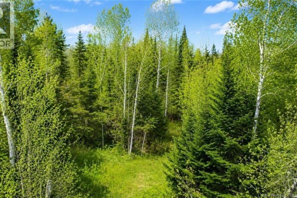 Lot Newburg Road, Newburg, NB E7N1N5 Photo 4