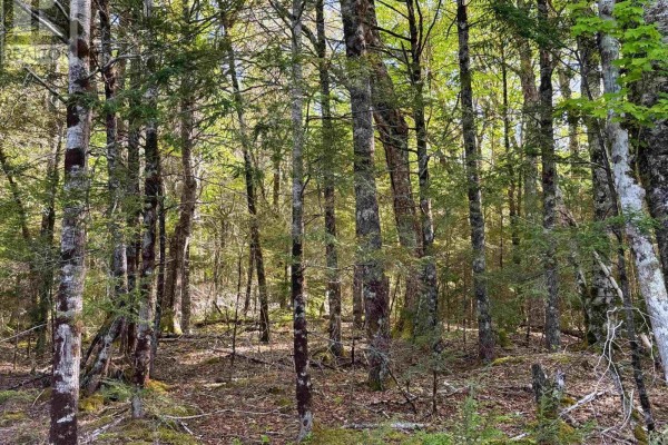 Lot Old Coach Road, Labelle, NS B0T1E0 Photo 2