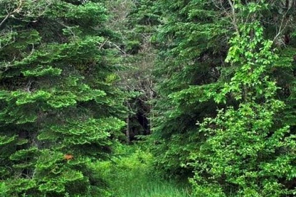 Lot Route 104, Cloverdale, NB E7P1X1 Photo 4